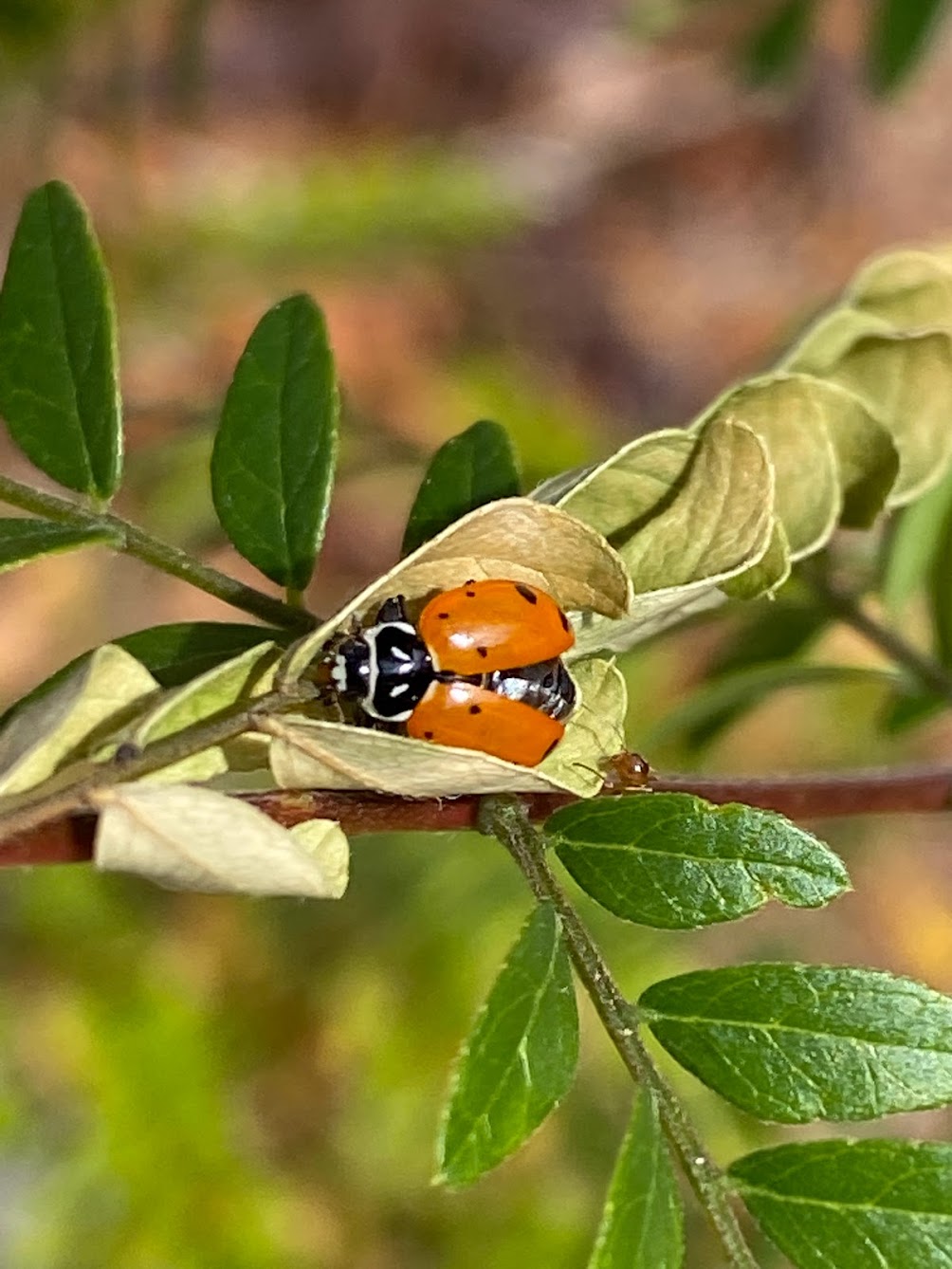 ladybug